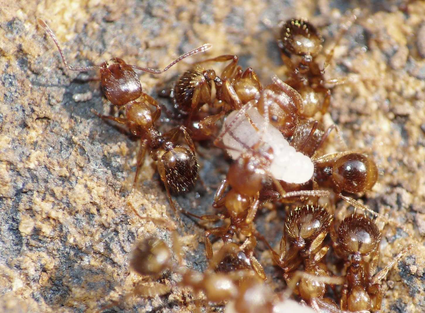 Formiche brune: Aphaenogaster cfr. subterranea